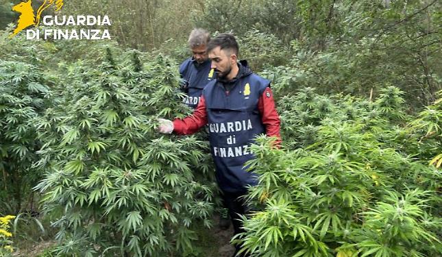 Una piantagione di marijuana lungo il fiume Tanaro