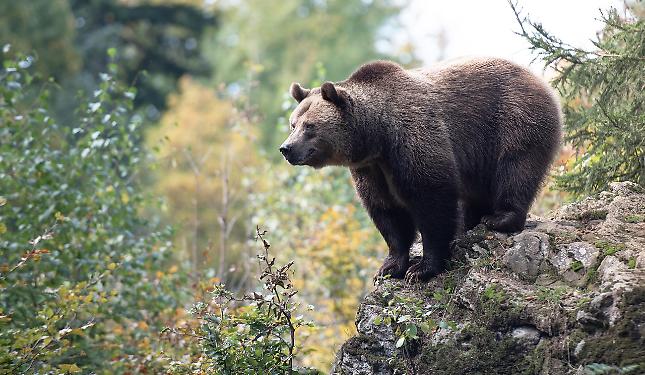 Nessuna prova di un secondo orso in Piemonte: «Nel parco c'è solo M29»