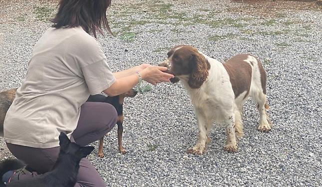 “Cani… e padroni di cani”: imparare a tenere un cane “responsabilmente”