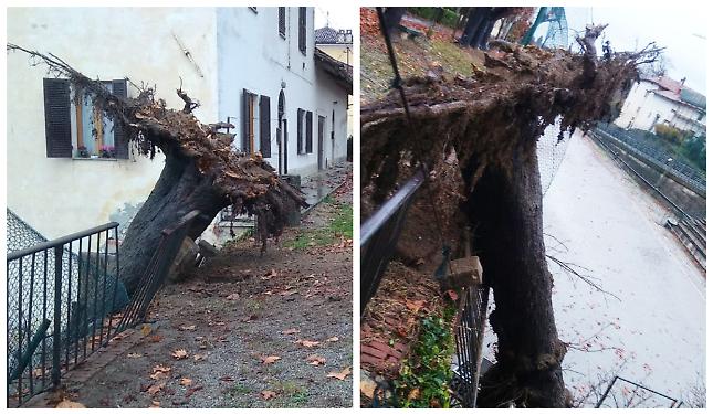 Crolla un grande ippocastano nei giardinetti del paese