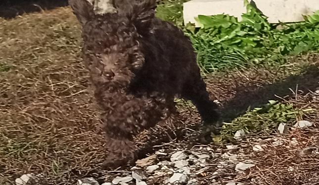 Lieto fine per Kimi: la cagnolina rubata a Mombasiglio è stata ritrovata a Torino