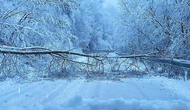 Interruzione temporanea sulla Fondovalle Casotto per un albero caduto sulla carreggiata
