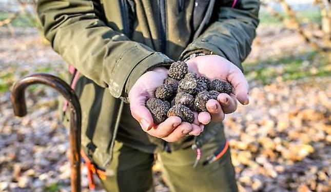 Tartufo, il Piemonte investe in ricerca e innovazione