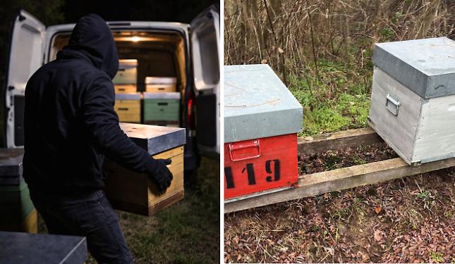 &Egrave; tornato il ladro d&rsquo;api, otto alveari rubati