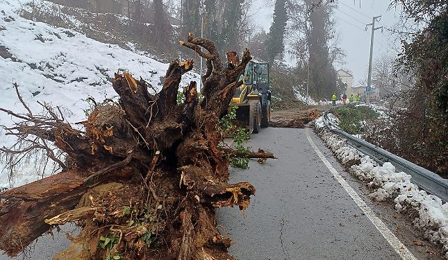 Strada ancora sbarrata dall'albero: &laquo;Pensate cosa sarebbe successo se le scuole fossero state aperte...&raquo;