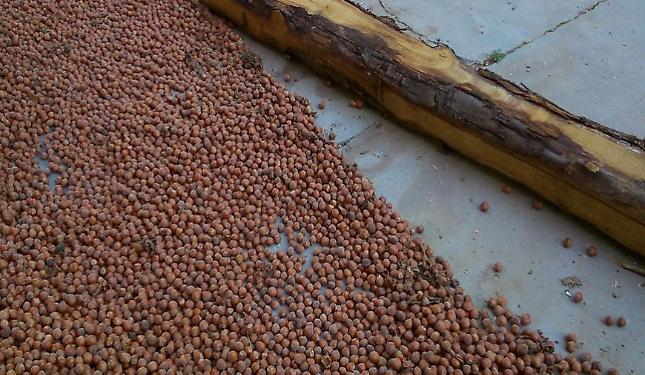 Cambiamenti climatici e parassiti: &egrave; crisi senza precedenti, per le nocciole in Piemonte