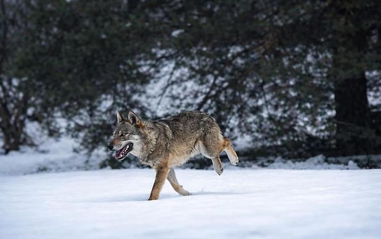 Cartolina? No, una foto: un lupo in mezzo alla neve in un giardino