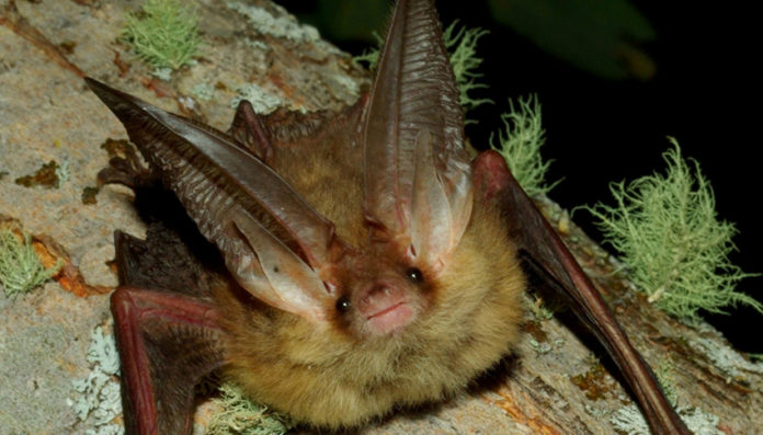 Nessuna relazione diretta tra l’epidemia coronavirus e la presenza di pipistrelli